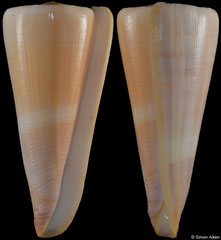 Conus kintoki (Philippines, 88,8mm)