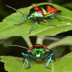 Jewel bug (Scutelleridae sp.), Balut Island, Philippines