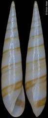 Eulima panamensis (Pacific Mexico, 7,5mm)