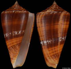 Conus amadis castaneofasciata (Thailand, 60,6mm) F++ €24.00