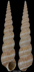 Acrilla minor (South Africa, 38,9mm)