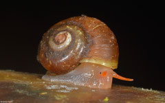 Amphicyclotus beauianus (Mamelle de Pigeon, Guadeloupe)