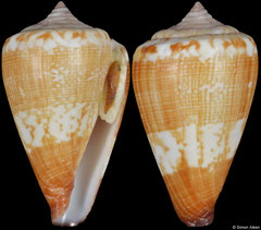 Conus swinneni (Cape Verde, 25,6mm)