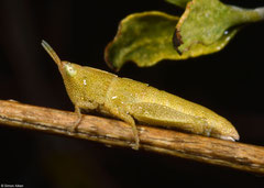 Gaudy grasshopper (Pyrgomorphidae sp.) nymph, Miary, Madagascar