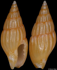 Anachis freytagi (Senegal, 8,5mm) F+++ €2.50 (specimens for sale are 7-8mm and are of the same quality as the specimen illustrated)