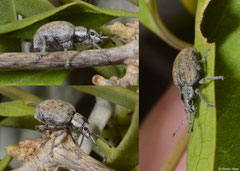 Snout weevil (Curculionidae sp.), Ifaty-Mangily, Madagascar