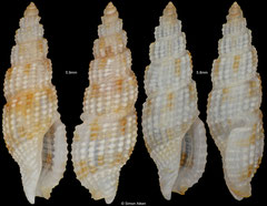 Kermia cf. producta (Philippines, 5,9mm, 5,8mm) F+++ €12.00 (specimens for sale are 5.8-5.9mm and are of the same quality as the specimens illustrated)