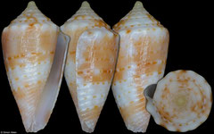 Conus bodarti (Brazil, 12,2mm)
