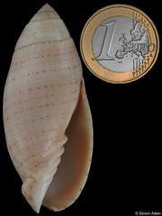 Pterygia nucea (Madagascar, 61,5mm) F++ €12.00