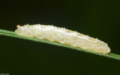 Hoverfly (Syrphidae sp.) larva, Worton, Wensleydale, UK