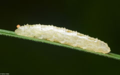 Hoverfly (Syrphidae sp.) larva, Worton, Wensleydale, UK