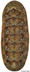 Ischnoplax pectinata (Brazil, 25,3mm)