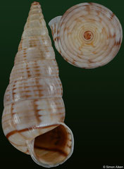 Macroceramus lineatus (Haiti, 17,6mm) F+++ €2.00