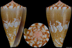 Conus cargilei (Brazil, 22,5mm)