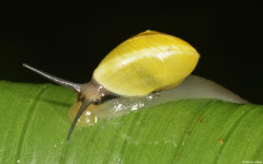 Helicina platychila (Mamelle de Pigeon, Guadeloupe)