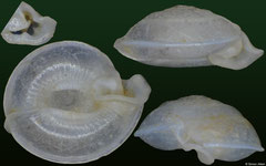 Platycochlium saulae (Malaysia, 2,9mm) (paratype)