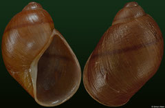 Embertoniphanta amphibulima (Madagascar, 45,2mm) F++ €13.00 (specimens for sale are 43-46mm and are of the same quality as the specimen illustrated)