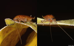 Wood cockroach (Ectobiidae sp.), Kampong Trach, Cambodia