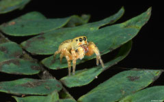 Jumping spider (Salticidae sp.), Samal Island, Philippines