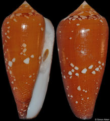 Conus crocatus (Philippines, 61,9mm)