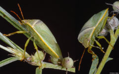 Shield bug (Pentatomidae sp.), Broome, Western Australia