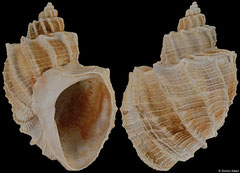 Gulia acutangula (Martillac, Gironde, France, 40,8mm) Lower Miocene fossil