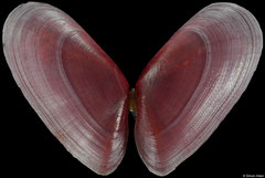 Tellinidae sp. (Philippines, 18,1mm) F+++ €7.00