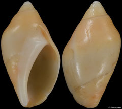 Pseudoliva aikeni (South Africa, 34,6mm)