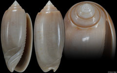 Oliva edwardsae (Florida, USA, 39,2mm)