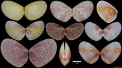 Semelangulus tenuiliratus (Philippines, 5-7mm) F+++ Set of 4 contrasting colours €10.00