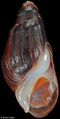 Melanopsis foleyi (Morocco, 22,4mm)