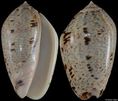 Oliva incrassata (Pacific Mexico, 59,1mm)