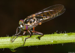 Robber fly (Neoitamus sp.), Fianarantsoa, Madagascar