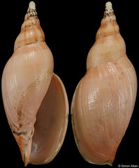 Alcithoe pseudolutea (New Zealand, 96,4mm)
