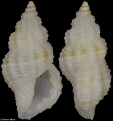 Neopleurotomides aff. epixantha (South Africa, 4,6mm)
