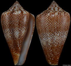 Conus delanoyae (Cape Verde, 25,0mm) F++ €10.00