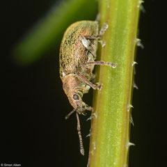 Weevil (Curculionidae sp.), Worton, Wensleydale, UK