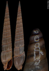 Punctoterebra livida (Philippines, 46,0mm)