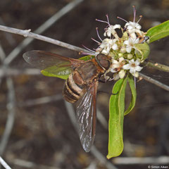 Bee-fly (Exoprosopa sp.), Salary, Madagascar