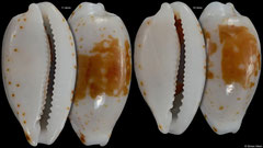 Cypraea goodalli (Society Islands, 11,4mm, 10,3mm)