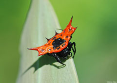 Spiny orbweaver (Gasteracantha sp.), Guadalcanal Island, Solomons