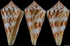 Conus centurio (Caribbean Colombia, 65,6mm) F+/F++ €26.00