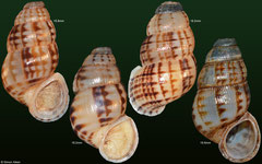 Chondropoma marmoreum (Dominican Republic) F++ (specimens for sale are 18-20mm and are of the same quality as the specimen illustrated)