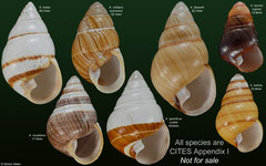 Achatinella spp. (Hawaii)