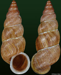 Schistoloma maydelineae (Vietnam, 21,2mm)