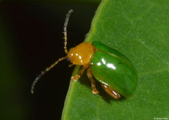 Leaf beetle (Bladhaantje sp.), Fianarantsoa, Madagascar