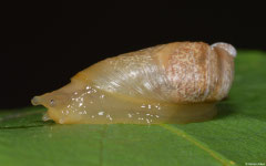 Succinea tenella (N of Kampong Trach, Cambodia)