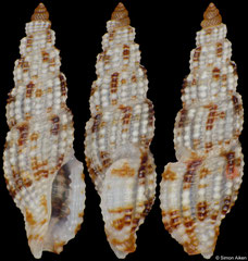 Kermia daedalea (Philippines, 5,8mm)