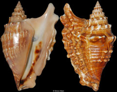 Tricornis oldi (Somalia, 131mm)