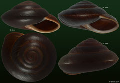 Caracolus insititia (Dominican Republic)